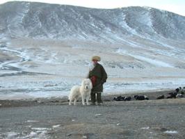 Tibetan Mastiff Dogs